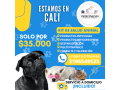 servicios-veterinarios-a-domicilio-small-0
