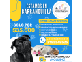 servicios-veterinarios-a-domicilio-small-0