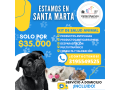 servicios-veterinarios-a-domicilio-small-0